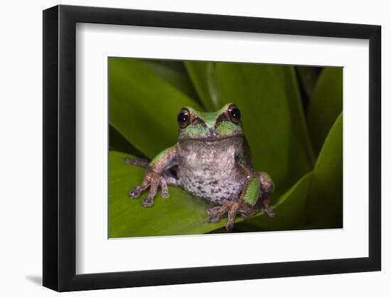 Andean Marsupial Tree Frog, Ecuador-Pete Oxford-Framed Photographic Print