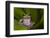 Andean Marsupial Tree Frog, Ecuador-Pete Oxford-Framed Photographic Print