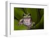 Andean Marsupial Tree Frog, Ecuador-Pete Oxford-Framed Photographic Print