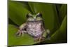 Andean Marsupial Tree Frog, Ecuador-Pete Oxford-Mounted Photographic Print