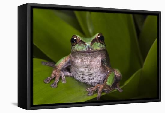 Andean Marsupial Tree Frog, Ecuador-Pete Oxford-Framed Stretched Canvas