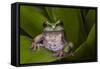 Andean Marsupial Tree Frog, Ecuador-Pete Oxford-Framed Stretched Canvas