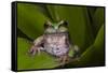 Andean Marsupial Tree Frog, Ecuador-Pete Oxford-Framed Stretched Canvas