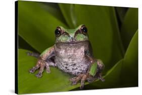 Andean Marsupial Tree Frog, Ecuador-Pete Oxford-Stretched Canvas