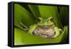 Andean Marsupial Tree Frog, Ecuador-Pete Oxford-Framed Stretched Canvas