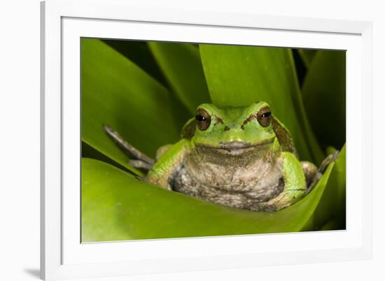 Andean Marsupial Tree Frog, Ecuador-Pete Oxford-Framed Photographic Print