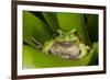 Andean Marsupial Tree Frog, Ecuador-Pete Oxford-Framed Photographic Print