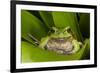 Andean Marsupial Tree Frog, Ecuador-Pete Oxford-Framed Photographic Print