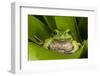 Andean Marsupial Tree Frog, Ecuador-Pete Oxford-Framed Photographic Print