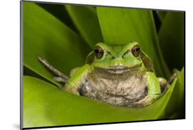 Andean Marsupial Tree Frog, Ecuador-Pete Oxford-Mounted Photographic Print