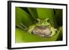 Andean Marsupial Tree Frog, Ecuador-Pete Oxford-Framed Photographic Print