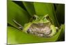 Andean Marsupial Tree Frog, Ecuador-Pete Oxford-Mounted Photographic Print