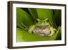 Andean Marsupial Tree Frog, Ecuador-Pete Oxford-Framed Photographic Print