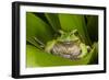 Andean Marsupial Tree Frog, Ecuador-Pete Oxford-Framed Photographic Print