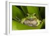 Andean Marsupial Tree Frog, Ecuador-Pete Oxford-Framed Photographic Print