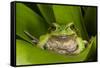 Andean Marsupial Tree Frog, Ecuador-Pete Oxford-Framed Stretched Canvas