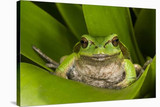 Andean Marsupial Tree Frog, Ecuador-Pete Oxford-Stretched Canvas