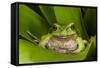 Andean Marsupial Tree Frog, Ecuador-Pete Oxford-Framed Stretched Canvas