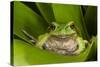 Andean Marsupial Tree Frog, Ecuador-Pete Oxford-Stretched Canvas