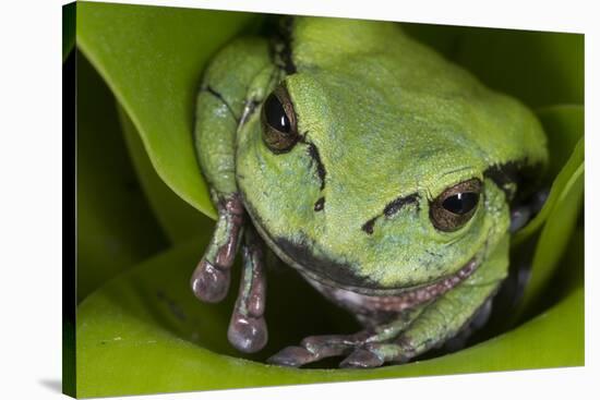 Andean Marsupial Tree Frog, Ecuador-Pete Oxford-Stretched Canvas