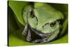 Andean Marsupial Tree Frog, Ecuador-Pete Oxford-Stretched Canvas