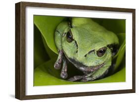 Andean Marsupial Tree Frog, Ecuador-Pete Oxford-Framed Photographic Print