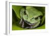 Andean Marsupial Tree Frog, Ecuador-Pete Oxford-Framed Photographic Print