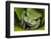 Andean Marsupial Tree Frog, Ecuador-Pete Oxford-Framed Photographic Print