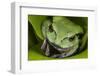 Andean Marsupial Tree Frog, Ecuador-Pete Oxford-Framed Photographic Print