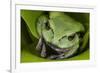 Andean Marsupial Tree Frog, Ecuador-Pete Oxford-Framed Photographic Print