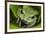 Andean Marsupial Tree Frog, Ecuador-Pete Oxford-Framed Photographic Print