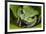 Andean Marsupial Tree Frog, Ecuador-Pete Oxford-Framed Photographic Print