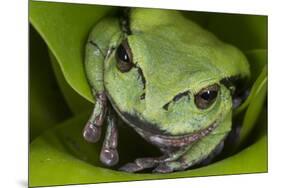 Andean Marsupial Tree Frog, Ecuador-Pete Oxford-Mounted Photographic Print