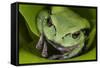 Andean Marsupial Tree Frog, Ecuador-Pete Oxford-Framed Stretched Canvas