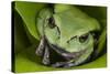 Andean Marsupial Tree Frog, Ecuador-Pete Oxford-Stretched Canvas