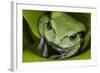 Andean Marsupial Tree Frog, Ecuador-Pete Oxford-Framed Photographic Print