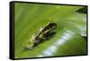 Andean Marsupial Tree Frog Froglet, Ecuador-Pete Oxford-Framed Stretched Canvas