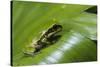 Andean Marsupial Tree Frog Froglet, Ecuador-Pete Oxford-Stretched Canvas