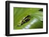 Andean Marsupial Tree Frog Froglet, Ecuador-Pete Oxford-Framed Photographic Print