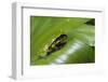 Andean Marsupial Tree Frog Froglet, Ecuador-Pete Oxford-Framed Photographic Print