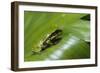 Andean Marsupial Tree Frog Froglet, Ecuador-Pete Oxford-Framed Photographic Print