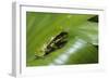 Andean Marsupial Tree Frog Froglet, Ecuador-Pete Oxford-Framed Photographic Print