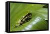 Andean Marsupial Tree Frog Froglet, Ecuador-Pete Oxford-Framed Stretched Canvas