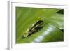 Andean Marsupial Tree Frog Froglet, Ecuador-Pete Oxford-Framed Photographic Print