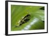 Andean Marsupial Tree Frog Froglet, Ecuador-Pete Oxford-Framed Photographic Print