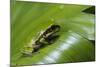 Andean Marsupial Tree Frog Froglet, Ecuador-Pete Oxford-Mounted Photographic Print