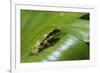 Andean Marsupial Tree Frog Froglet, Ecuador-Pete Oxford-Framed Photographic Print