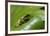 Andean Marsupial Tree Frog Froglet, Ecuador-Pete Oxford-Framed Photographic Print