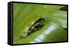 Andean Marsupial Tree Frog Froglet, Ecuador-Pete Oxford-Framed Stretched Canvas