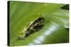 Andean Marsupial Tree Frog Froglet, Ecuador-Pete Oxford-Stretched Canvas